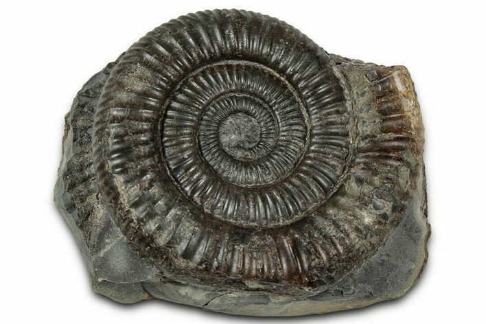 Jurassic Ammonite (Dactylioceras) Fossil - England #351299